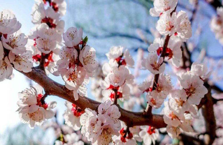 Apricot Flower Blossom in Ladakh