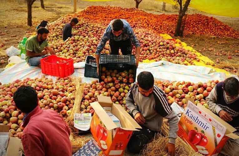 Srinagar Concludes 26-Day-Long Blossom Festival for Horticulture Farmers