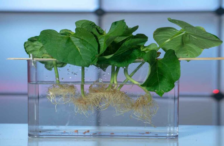 Basics of Hydroponics