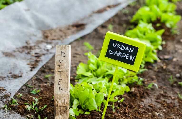 Cultivating Money at Home: Urban Farming in Delhi