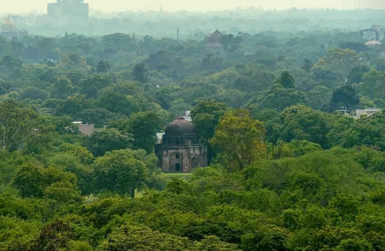 To Increase Green Cover in Delhi 10 lakh Saplings Will Be Planted: Delhi Govt.