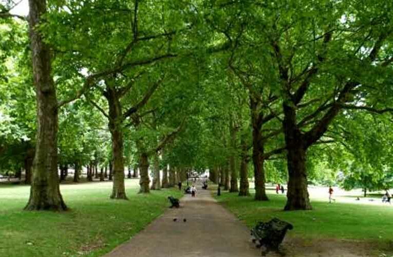 Theme for the Development of Parks: Green Park-Green Delhi