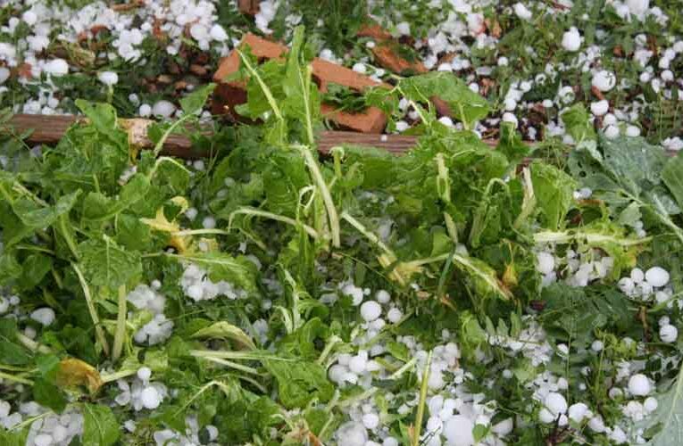 Protecting Harvest From the Hailstorm