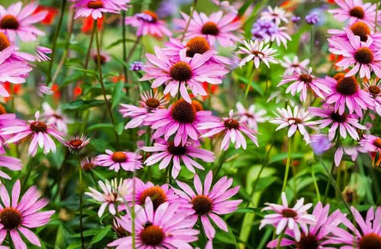 Kashmir Floriculture Department to Launch Online Portal, 24×7 Tourist Assistance Helpline