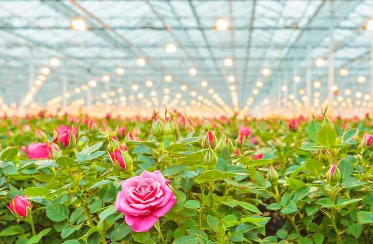 Jammu & Kashmir Ranks Third Among All states/UTs in Monthly Income in Horticulture