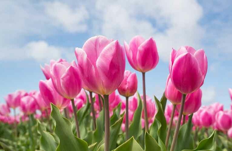 It’s time to Tulip