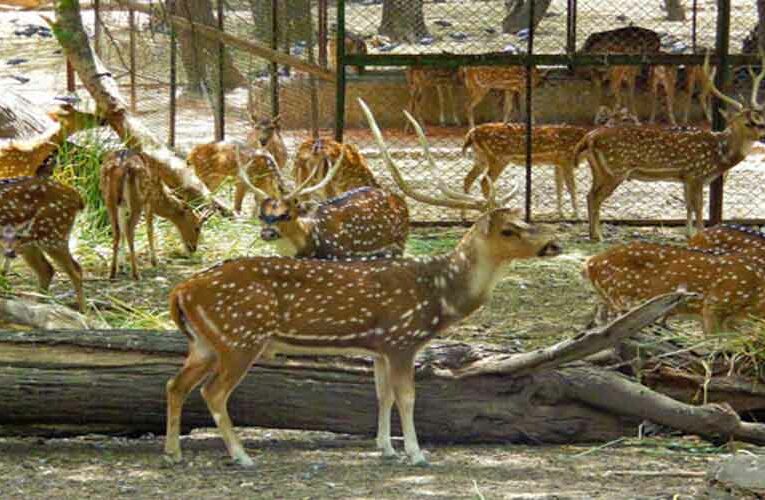 Letter Written to MLA to Save Deer Park in Hauz Khas, Delhi