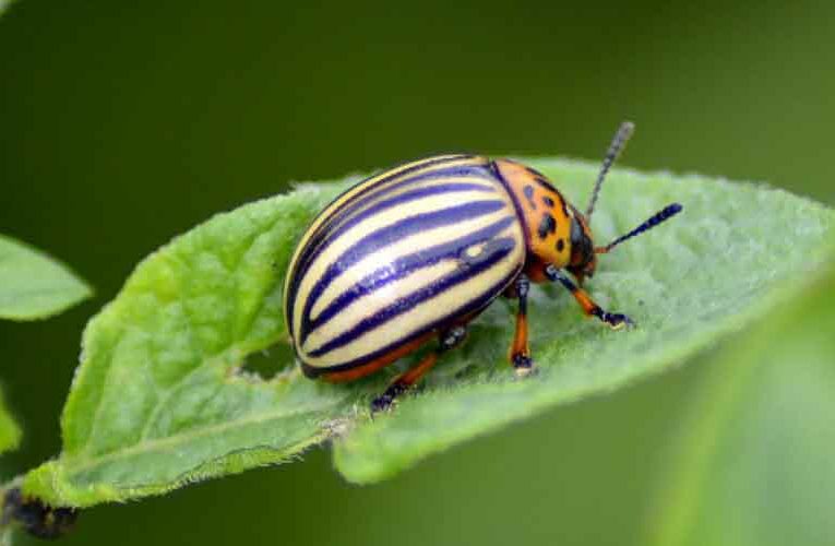 Integrated Pest Management in Floriculture and Major Insect-Pests of Rose & Their Management