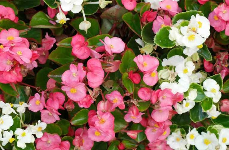 Achieve the Maximum Germination Results- Begonia Semperflorens and X Hybrida