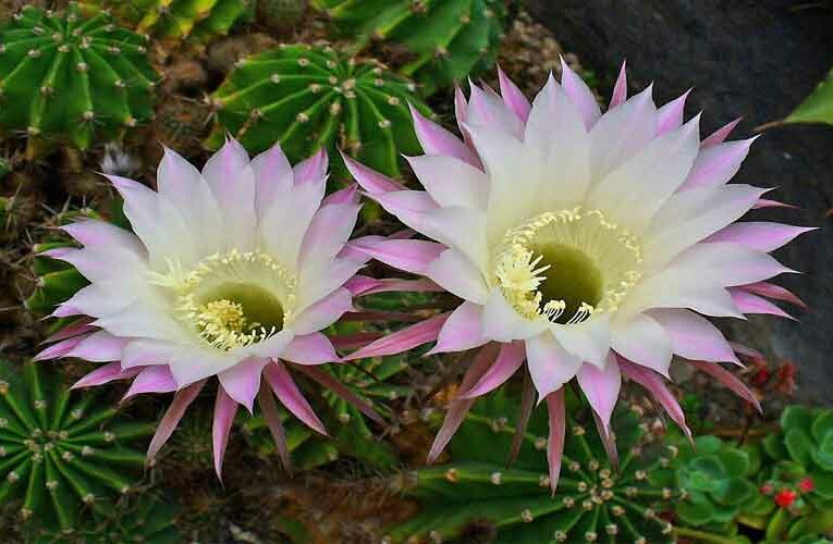 Easter Lily Cactus: A Thorn Beauty