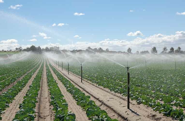 Government’s Micro Irrigation Push Yields Great Results for Horticulture Farmers in Telangana