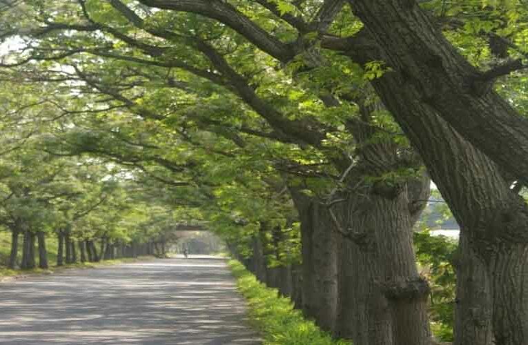 Neem Corridor Built by British 112 Years Ago