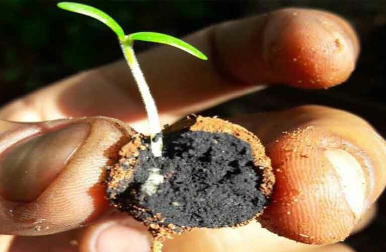 A guide on How to Prepare Seedballs by Mr. Mahesh Mishra, an Environmental Enthusiast