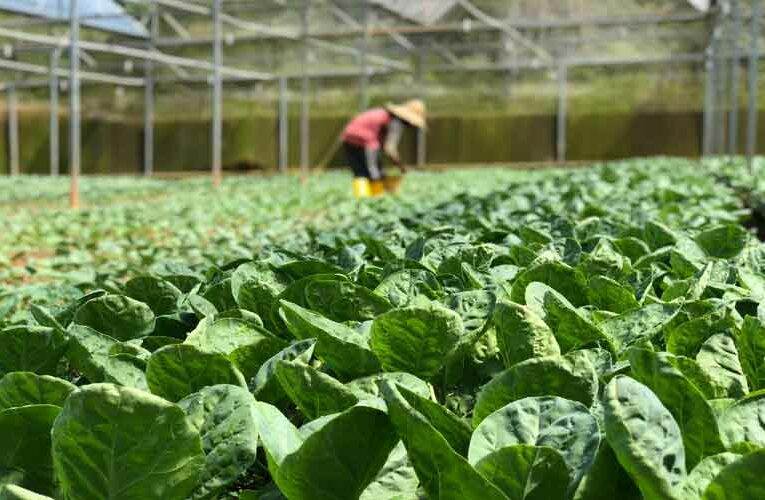 Horticulture Project to be Extended by Himachal Government