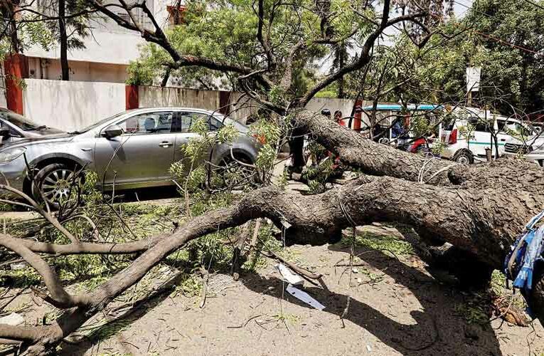 Looking for Solutions for Uprooted Trees: Delhi LG, Vinai Kumar Saxena