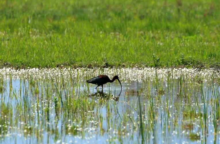 Rain Rejuvenates Flora and Fauna, Replenishes Wetlands