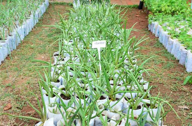 Distribution of Horticulture Crops at Kangpokpi