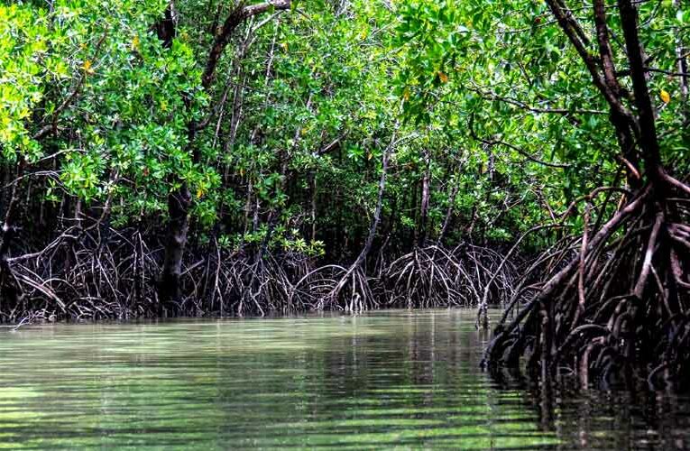 Mangrove Nurseries Proposed to Construct Natural Shield