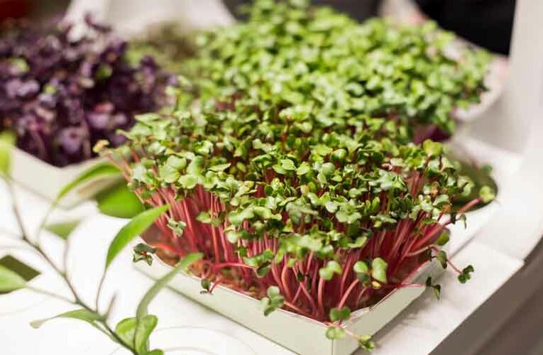 Grow It Yourself (GIY): Microgreens