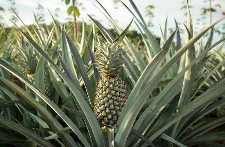 Workshop on Pineapple Cultivation in Imphal