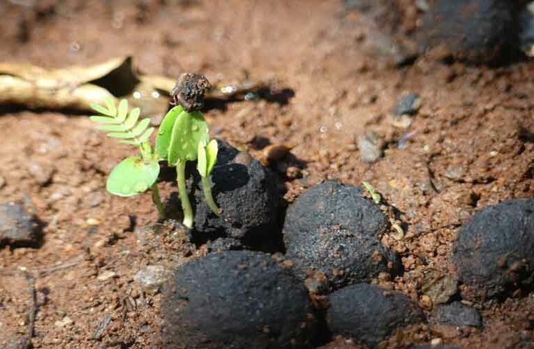 Seedballs Expenses Reduced by School Students