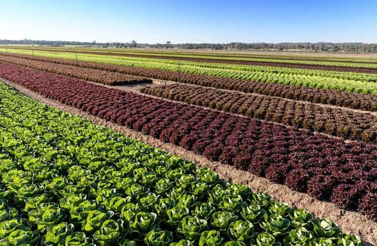 Four Horticulture Estates will be Set Up in Punjab