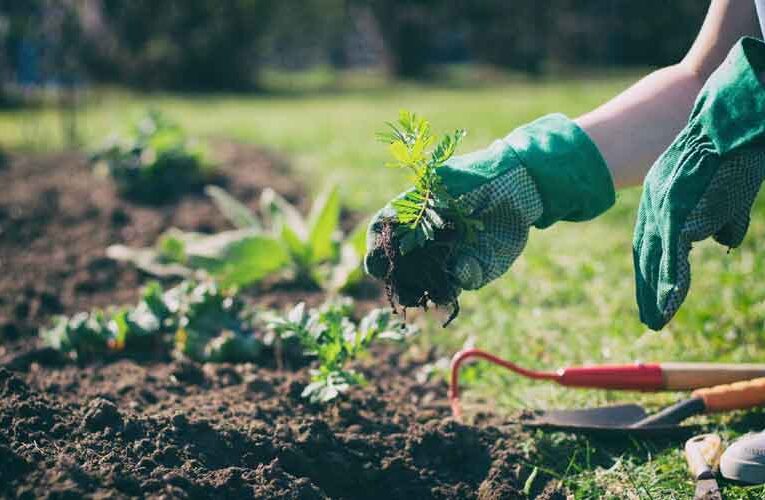 Training is Conducted at Rajbagh for Horticulture Department Officers