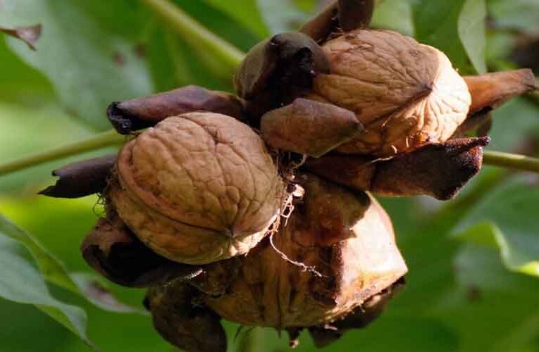 Farmers in Anantnag Receive Grafted Walnut Plants from the Department of Horticulture