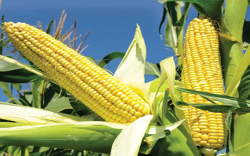 New Crop Variety: New variety of maize developed, now double protein will be available