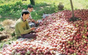 Apple Farmer