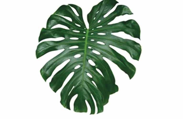 Monstera: The Broken Leaf Plant