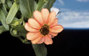 Blossoming In Zero Gravity NASA Grows Space Flower