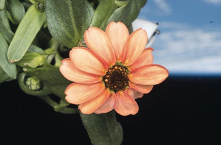 Blossoming in Zero Gravity NASA Grows Space Flower