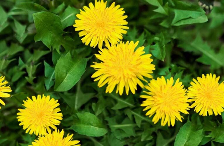 How To Grow Dandelions Plant in your own backyard