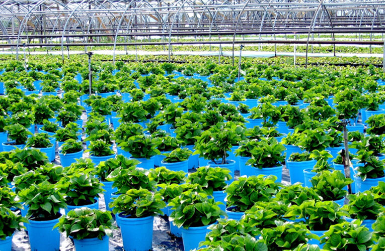 Development of Plant Nurseries in India