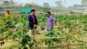 Fig Farming