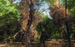 Forest Department’s plans to protect trees comprises forest stations and control rooms