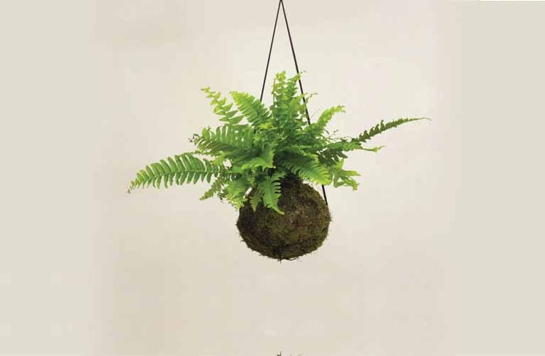 KOKEDAMA : Creating  Living Sculptures for Indoor Spaces