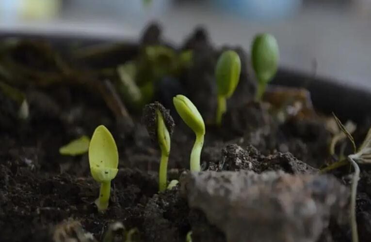 Scientists Uncover Rare Underground Palm that Flowers and Fruits Below Surface