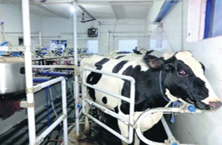 Punjab Govt to Provide Skill Training to Youth on Dairy Farming