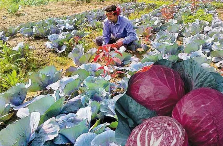 चमत्कारिक गुणों से भरपूर लाल पत्ता गोभी