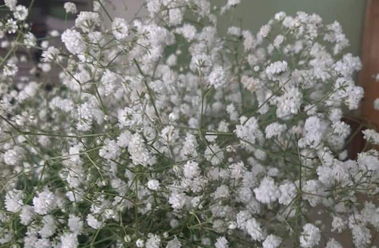 GYPSOPHILA : The world’s most adorable filler