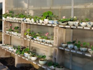 bowl lotus display at bergen water garden, New York