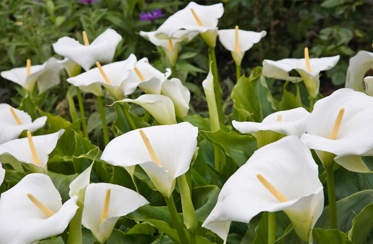 Zantedeschia