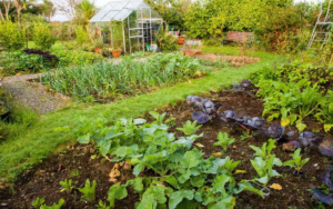 crops-in-the-month-of-July