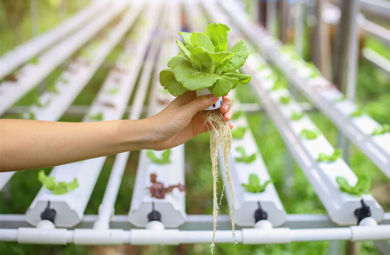 HYDROPONICS FOR NURSERY BUSINESS