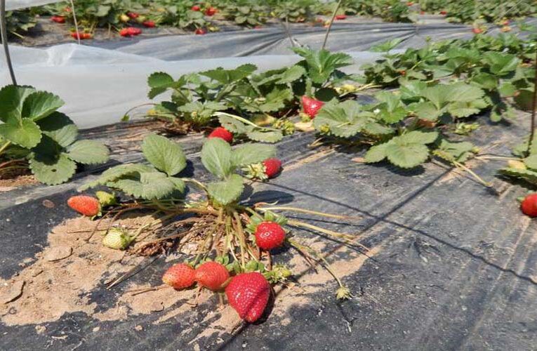 Long-Term Plastic Pollution is Linked to Strawberry Production