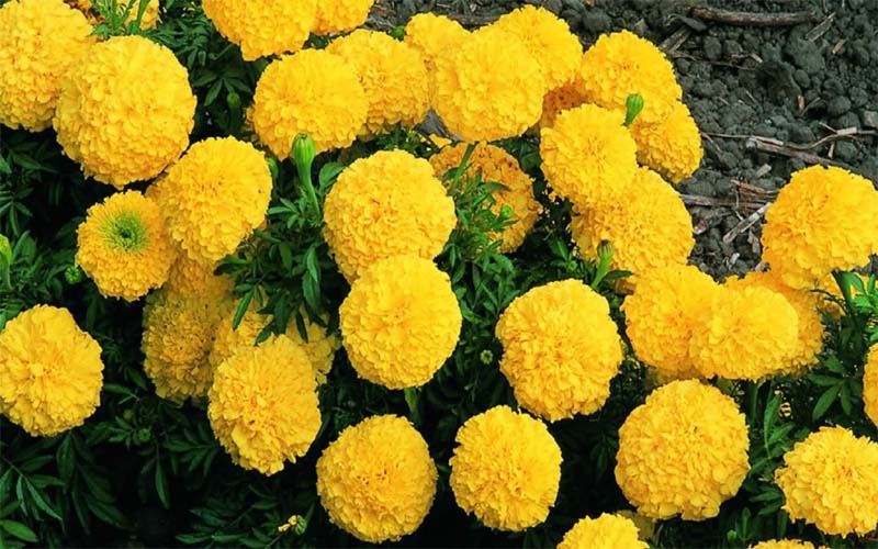 Marigold can be cultivated if there is a shortage of rain