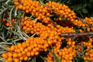 sea-buckthorn-3517797__480