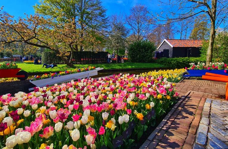 Tulip springs at Venkataramannagudem